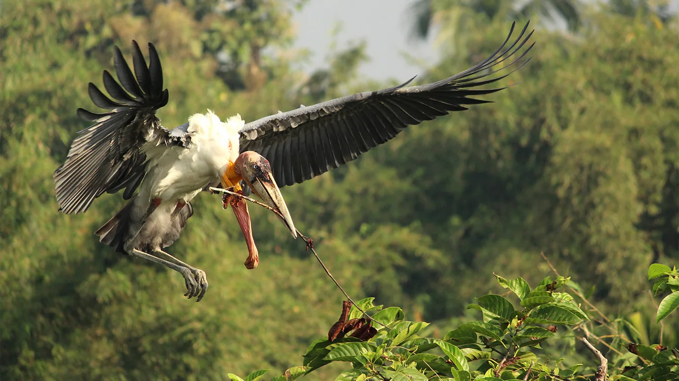 From bad omen to national treasure: The rare bone-swallower stork saved by a female army